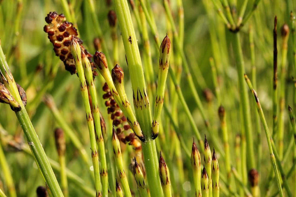 Equisetum palustre?